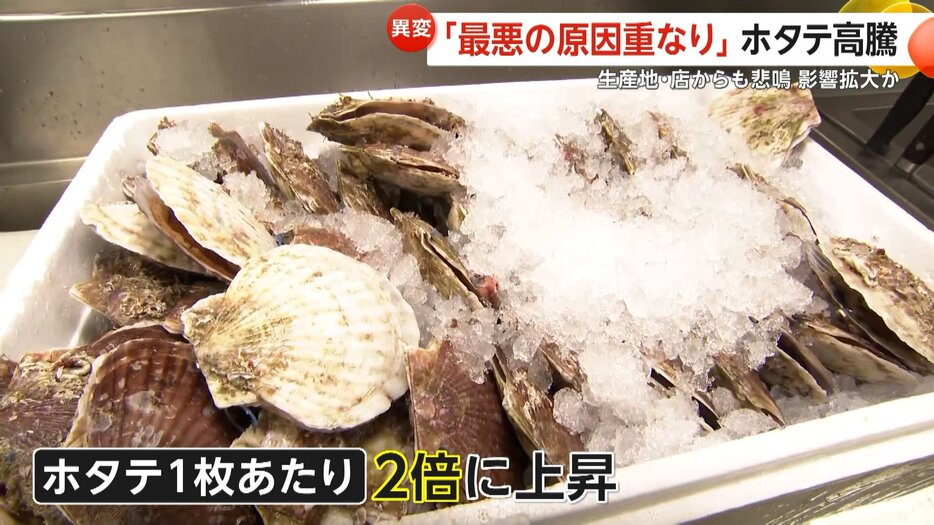 最悪の原因重なり」稚貝9割死滅しホタテ2倍に高騰!高水温とエサ不足が直撃　人気バイキング店「そんなに食べないで」産地青森「復活するまで何年もかかる」